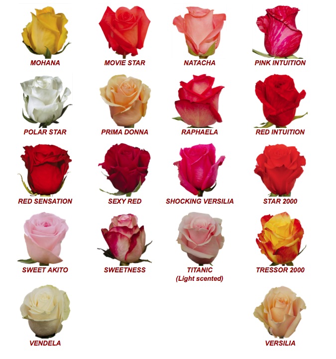 Какие виды роз бывают фото с названиями